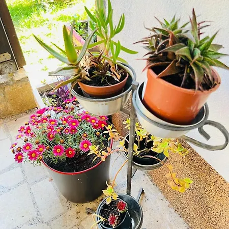 With Garden And Terrace Apartment